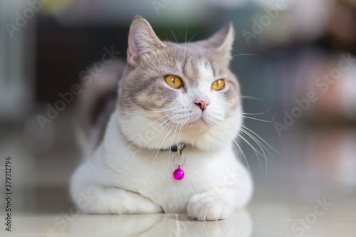 Scottish Fold kittens are sitting on the cement floor in house. Portrait of the white kittens are sitting for look something.