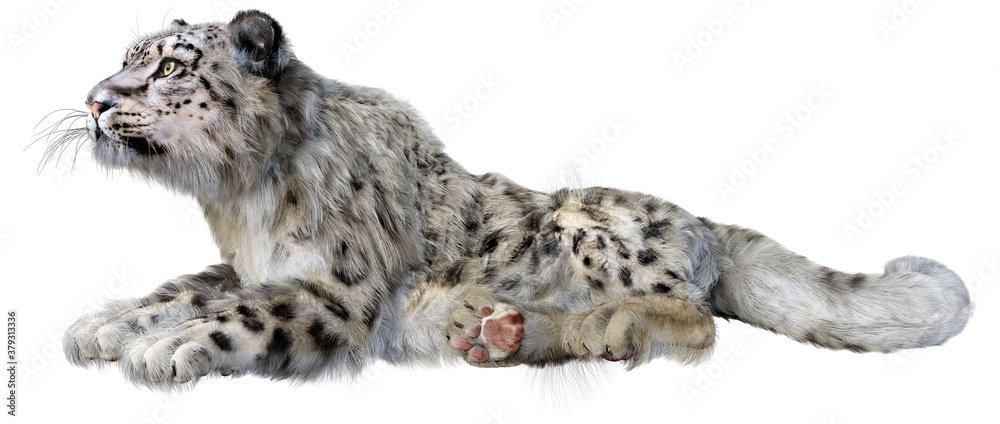 Obraz premium 3D Rendering Snow Leopard on White