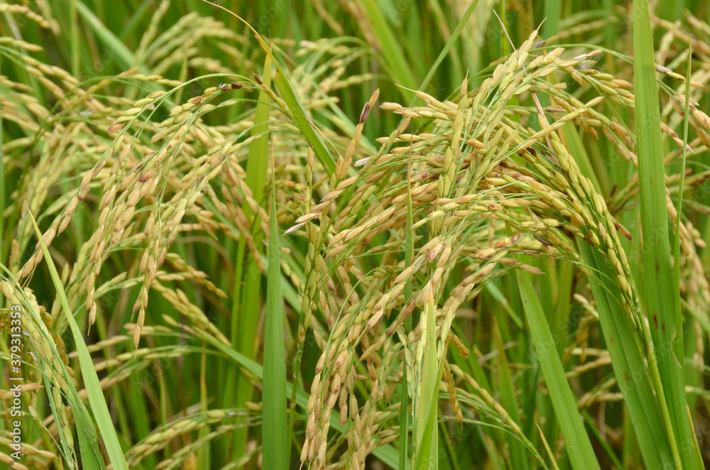 the green ripe paddy plant grains in the field meadow. the green ripe paddy plant grains in the field meadow.