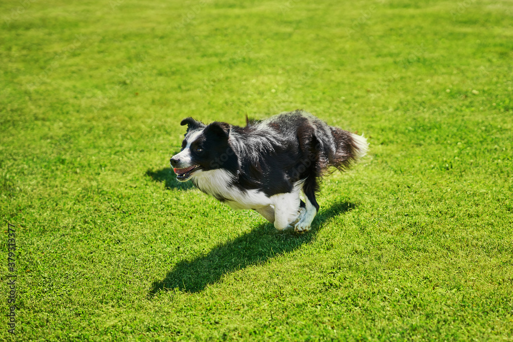 Border collie dog running on an agility field