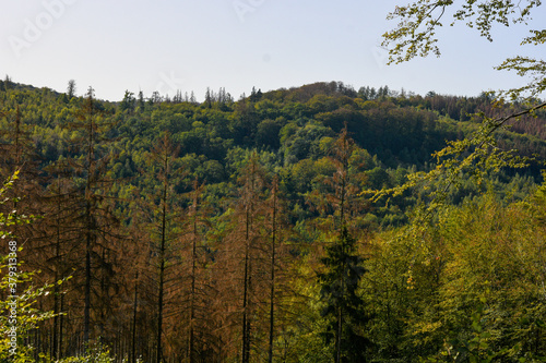 forest in autumn