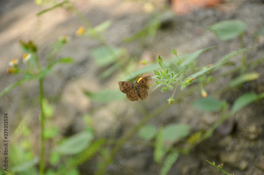 Fototapeta premium the small beautiful brown butterfly hold on green grass with plant.