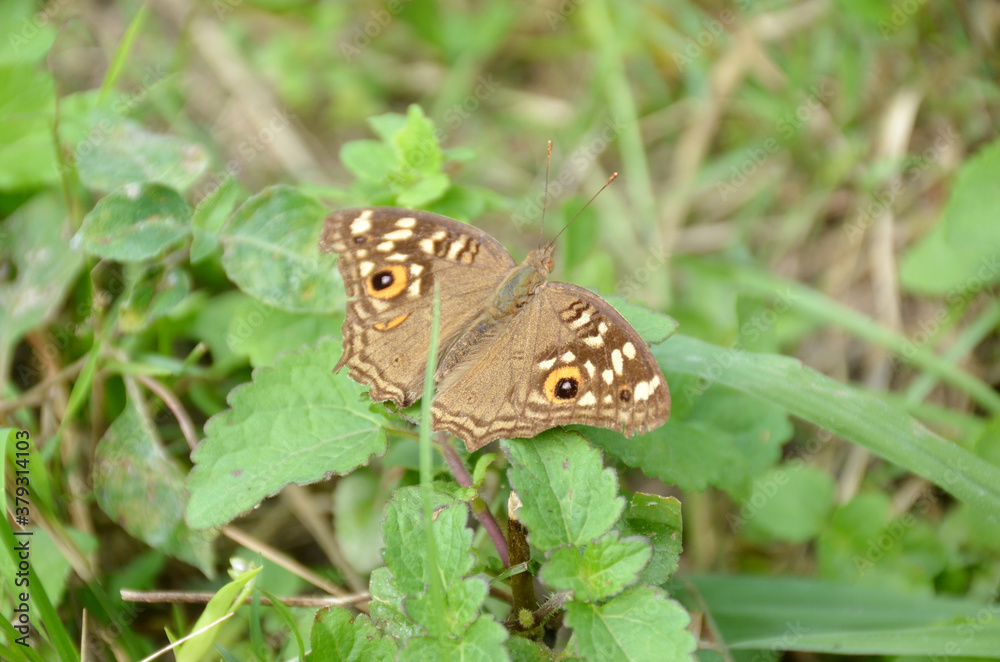 the small beautiful brown butterfly hold on green grass with plant. the small beautiful brown butterfly hold on green grass with plant.