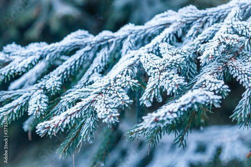close-up of ice hoar frost on pine tree branches and needles photo