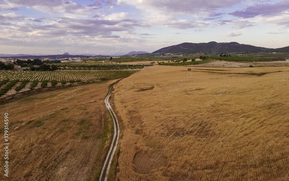 paisaje de trigales a vista de drone paisaje de trigales a vista de drone