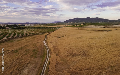 paisaje de trigales a vista de drone