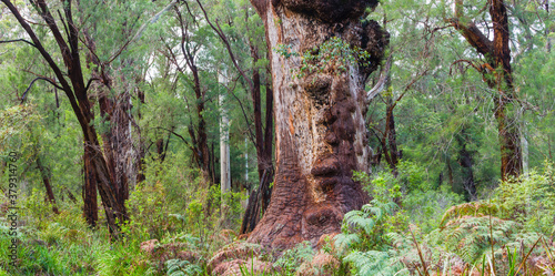 Dense Eucalyptus forest with Jarrah trees (Eucalyptus marginata) in Walpole Nornalup National Park photo