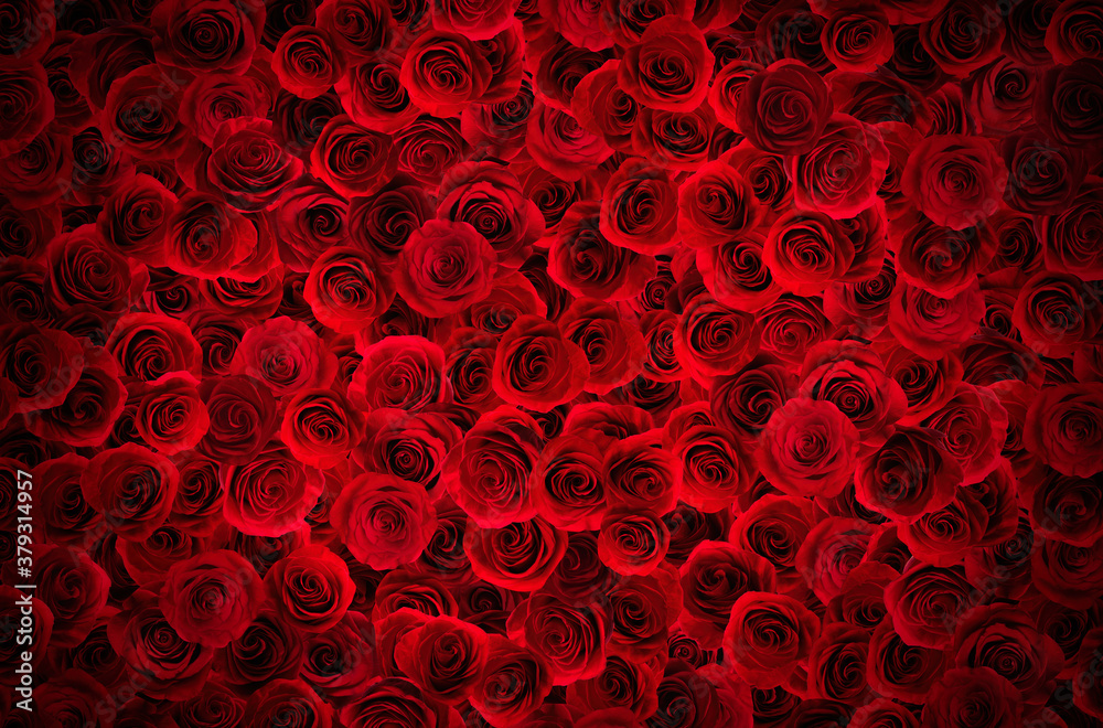 Many beautiful white roses as background, top view Many beautiful white roses as background, top view