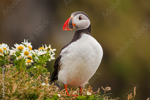 close-up of Atlantic Puffin or common Puffin in grass and flowers against blurred background