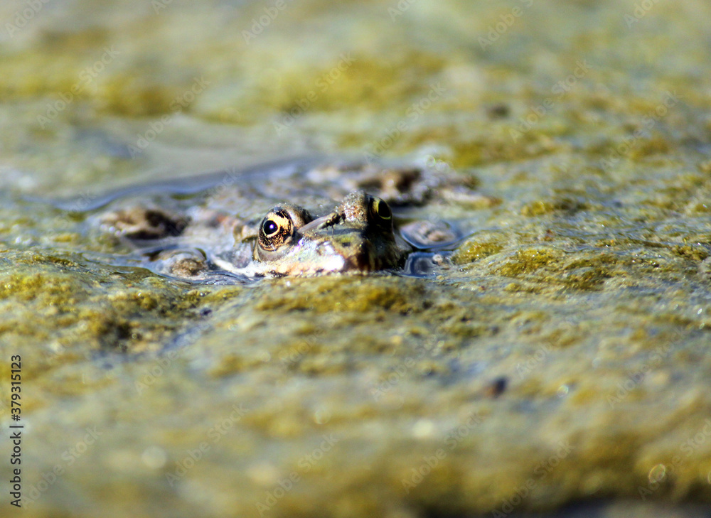 the frog looks out of the water
the frog looks out of the water