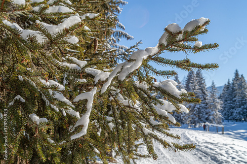 Hintergrund: schneebedeckter Zweig eines Nadelbaums vor winterlichem Wanderweg im Gebirge bei schönem Wetter photo