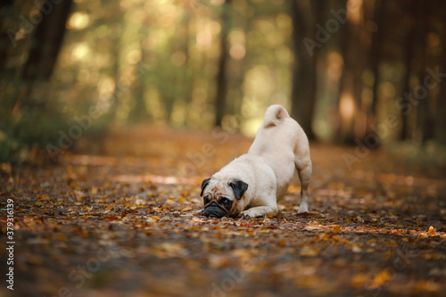 dog in autumn in nature. small pug in the park