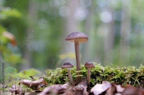 Little nice mushrooms of Panaeolina foenisecii in forest