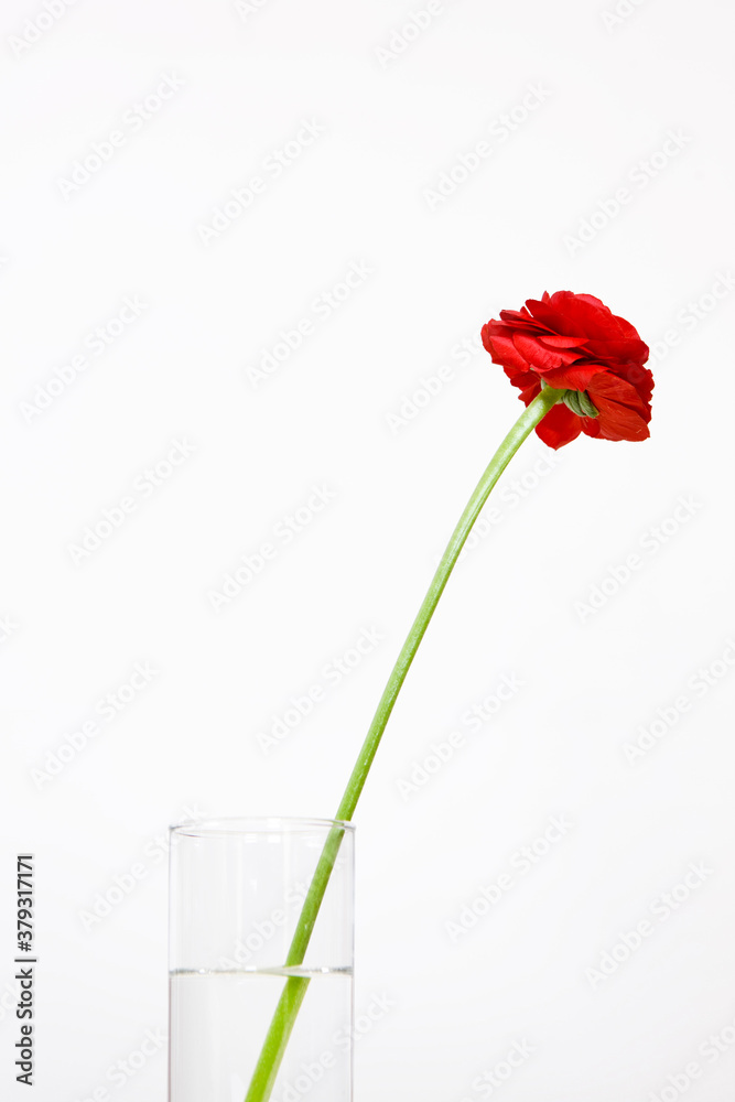 a rose in a glass a rose in a glass