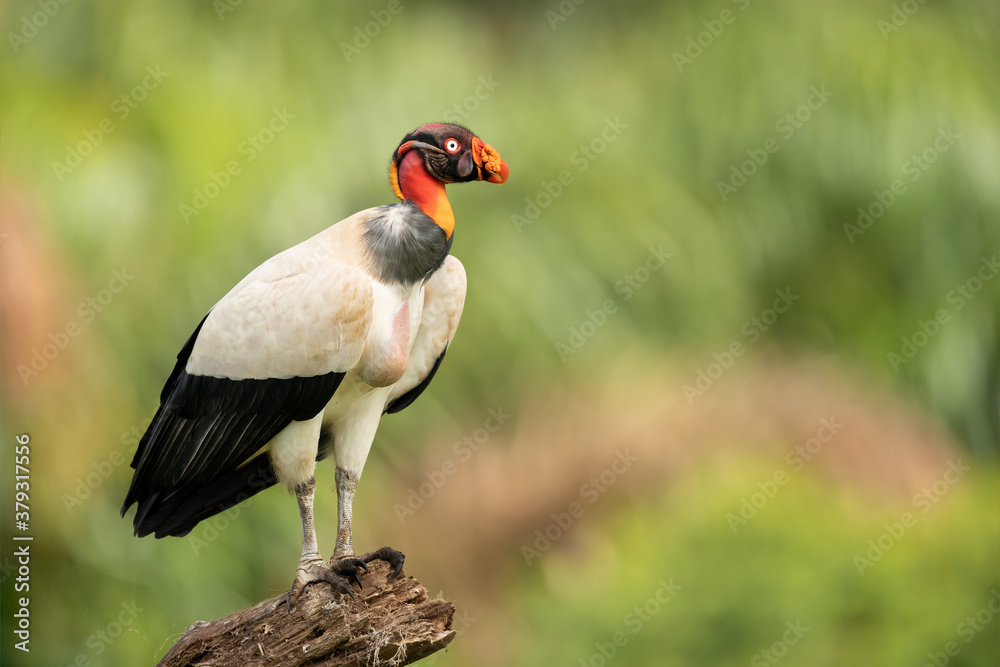 The king vulture (Sarcoramphus papa) is a large bird found in Central and South America.