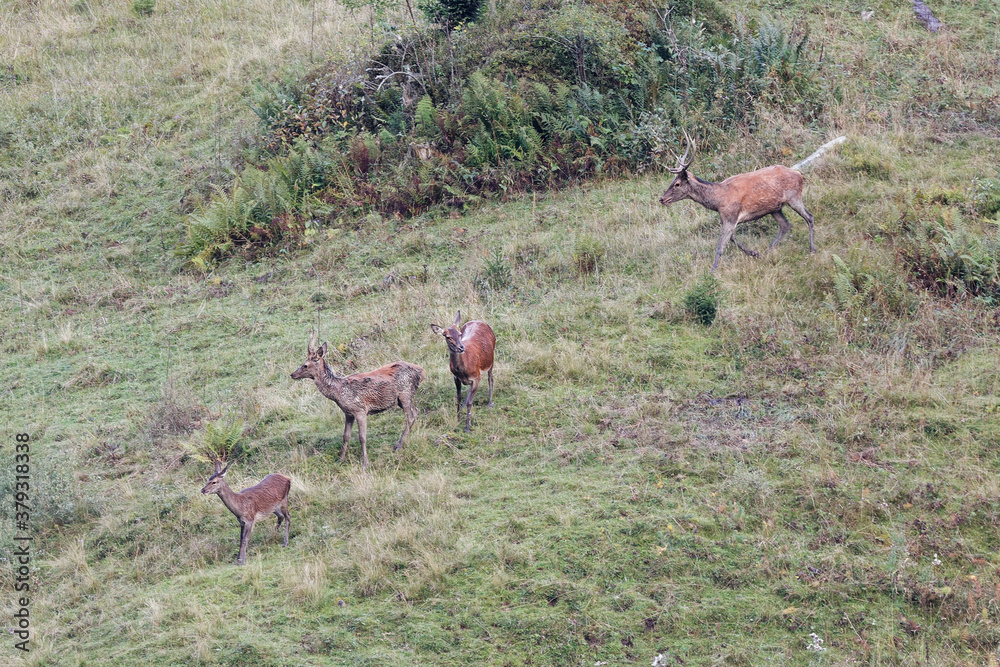 cerf au brame cerf au brame