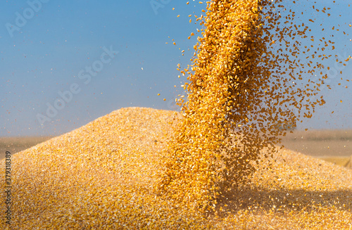 Unloading corn maize seeds.