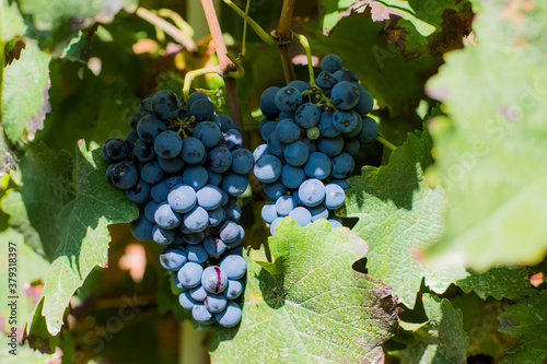 Red Wine Grapes - Small Wineyard