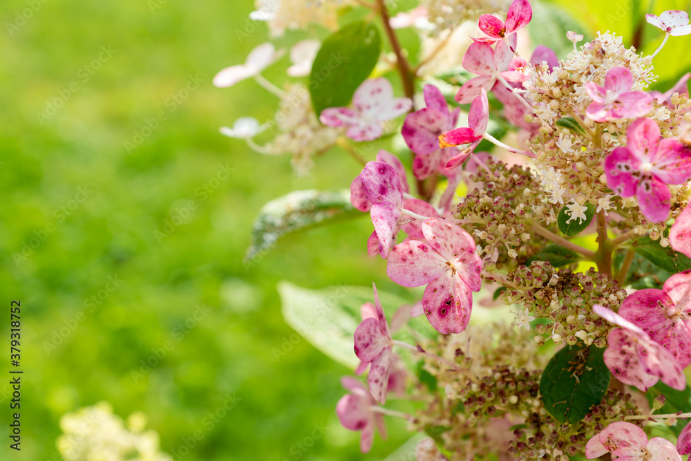 Pink Hydrangea Flower Blooms on green background. Pink Hydrangea Flower Blooms on green background.