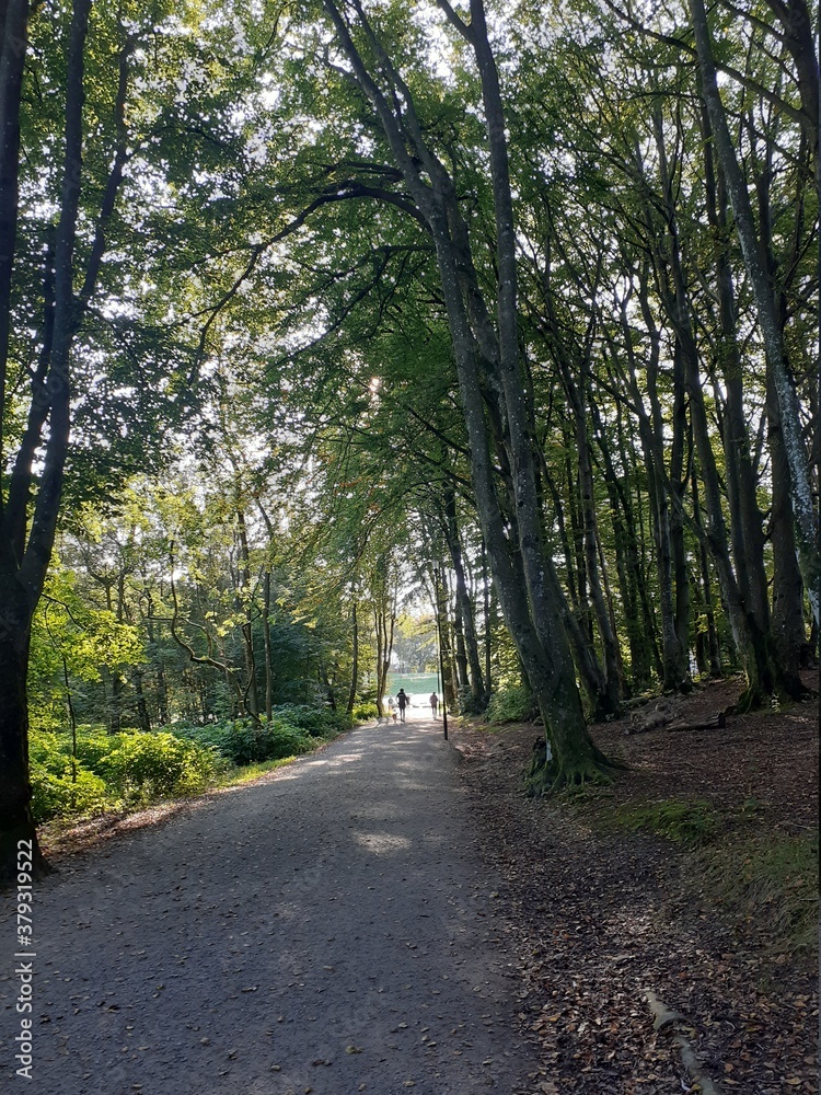 Naklejka premium path in the woods