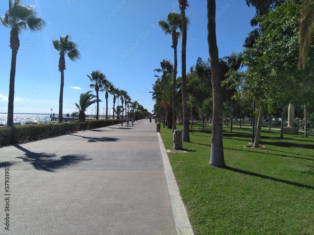 trees in the park