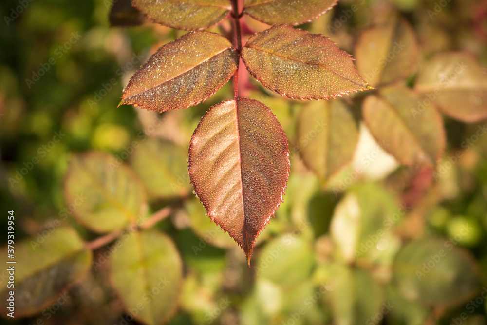 Rose leaves in the natural environment. Close up. Selective focus.