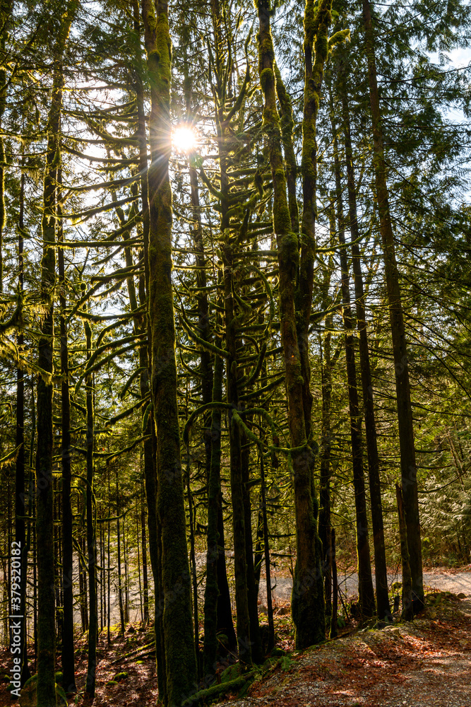 Obraz premium Beautiful nature woodland scene.