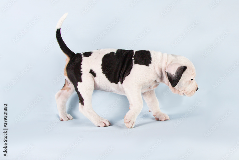 Funny cute puppy American Staffordshire Terrier on light blue background, studio portrait, close-up Funny cute puppy American Staffordshire Terrier on light blue background, studio portrait, close-up