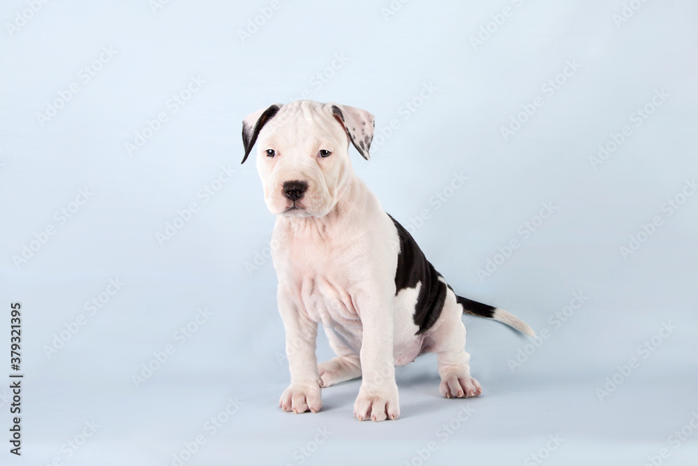Funny cute puppy American Staffordshire Terrier sitting on light blue background, close-up