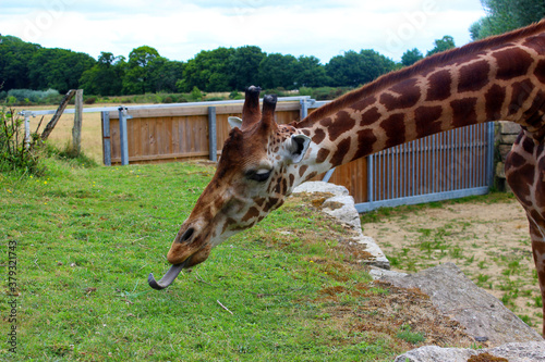 Girafe qui tire la langue pour attraper de l'herbe dans le parc zoologique de Branféré dans le Morbihan en Bretagne photo