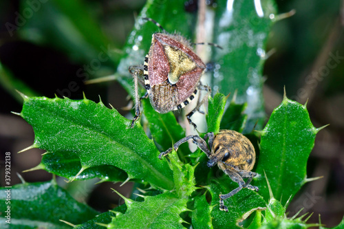 Snout beetle / Rüsselkäfer, Länglicher Distelrüssler (Larinus planus)  photo