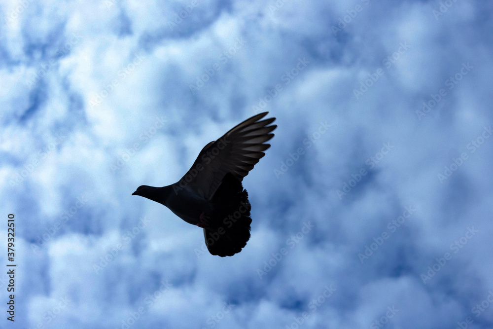 Fototapeta premium Pigeon in flight