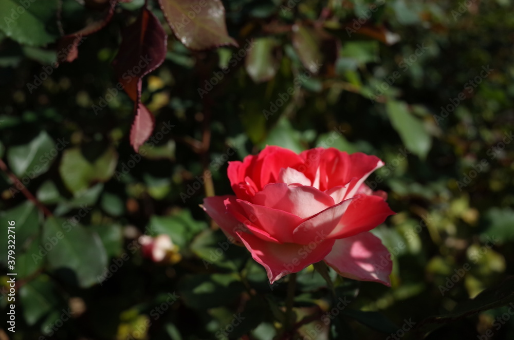 Light Pink Flower of Rose 'Ruru' in Full Bloom
Light Pink Flower of Rose 'Ruru' in Full Bloom