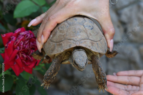 A girl holds a turtle in her hands