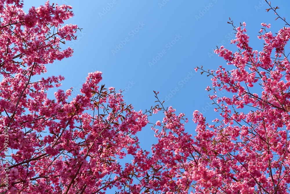 宇都宮 豊郷 まほろばの郷 八重桜 宇都宮 豊郷 まほろばの郷 八重桜