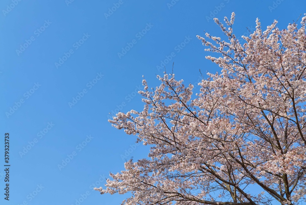 宇都宮　豊郷　まほろばの郷　ソメイヨシノ