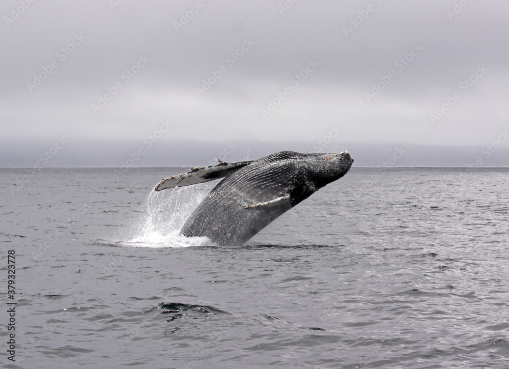 Obraz premium Jump of a humpback whale (picture 5 in a series of 8). The wheather is typical for a summer day in Monterey (California) bay, grey and low hanging clouds.