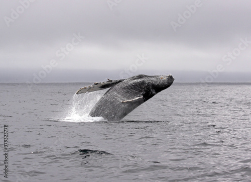 Jump of a humpback whale (picture 5 in a series of 8). The wheather is typical for a summer day in Monterey (California) bay, grey and low hanging clouds.