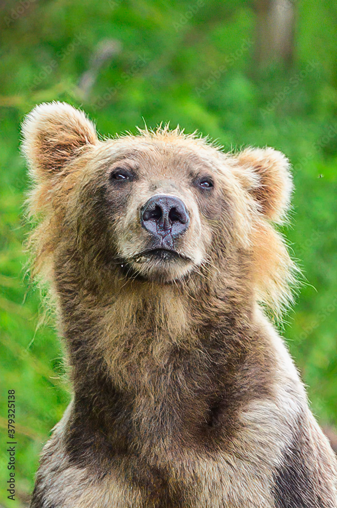 Fototapeta premium Rządzące krajobrazem niedźwiedzie brunatne Kamczatki (Ursus arctos beringianus)