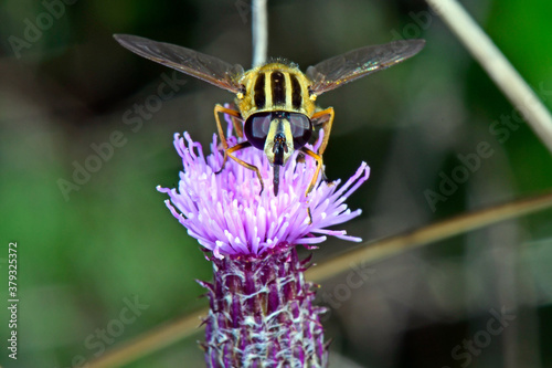 Große Sumpfschwebfliege (Helophilus trivittatus) - hoverfly photo