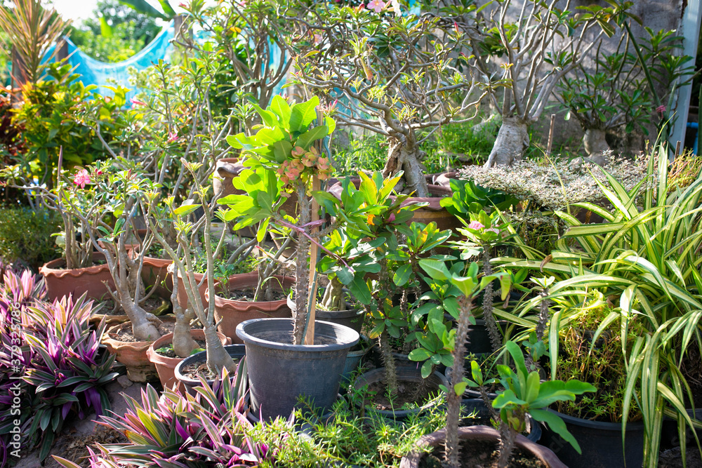 Garden tree, House plants, Ornamental plants. Garden tree, House plants, Ornamental plants.