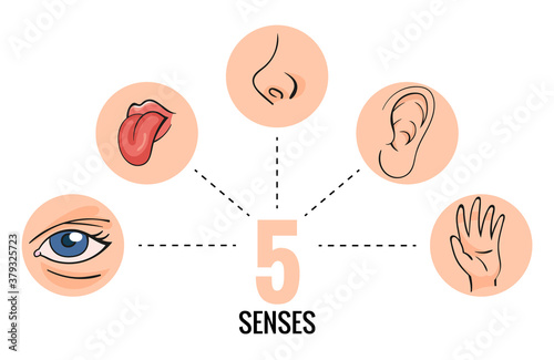Sensory organs. Nose smell, eyes vision, ears hearing, skin touch, language taste and taste buds. Cartoon sensory organs. Perception of environment, sensations