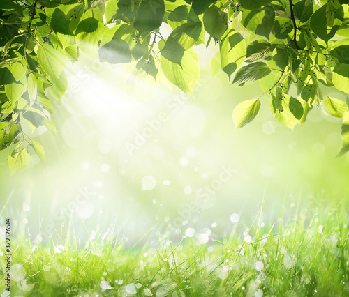 Natural summer spring landscape frame with wet green grass with morning dew and fresh juicy foliage on Sunny day. Ray of sunlight breaks through foliage of trees in Park in nature outdoors.