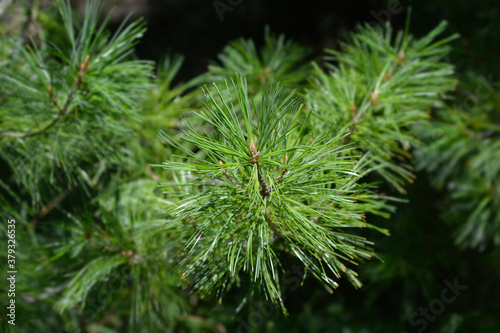 Armand pine