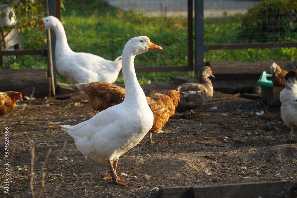 A white goose stands in a paddock with other farm birds in the background. A white goose stands in a paddock with other farm birds in the background.