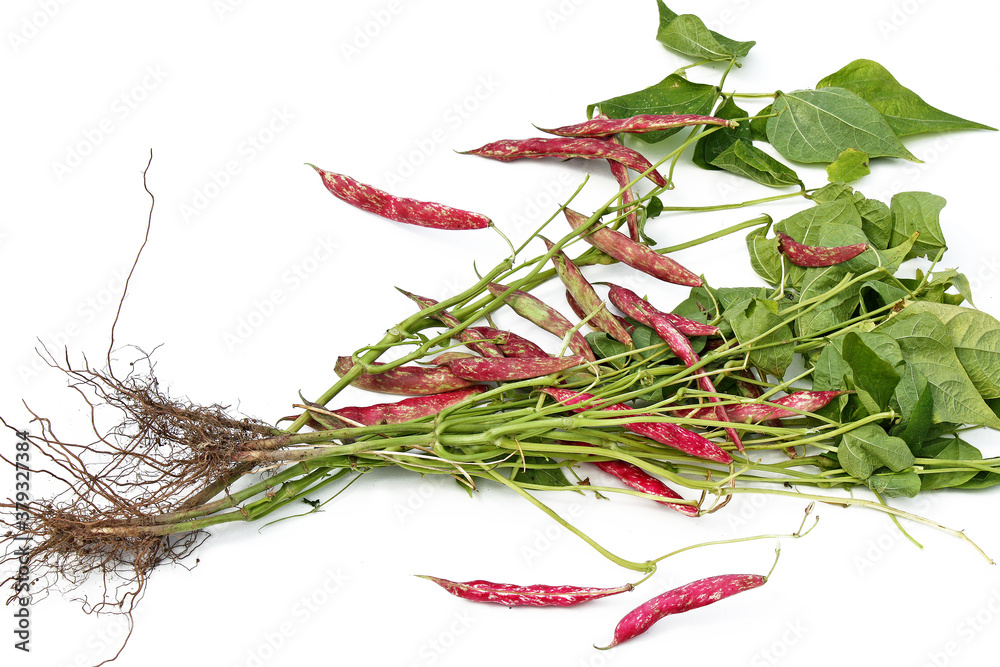 Fototapeta premium haricots du jardin