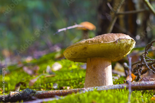 wide cep mushroom in nature