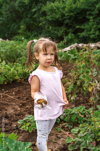 little girl in disposable gloves harvests potatoes in the country