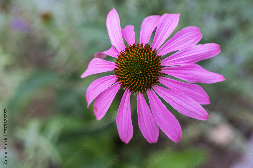 Fototapeta premium Blüte Echinacea