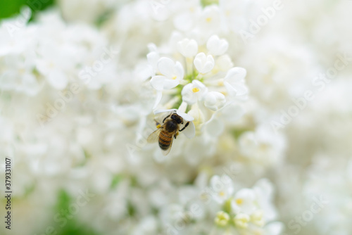 Honeybee and white lilac flowers